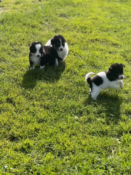 Cuccioli di Border Collie  Cani da compagnia e da terapia | Foto 0