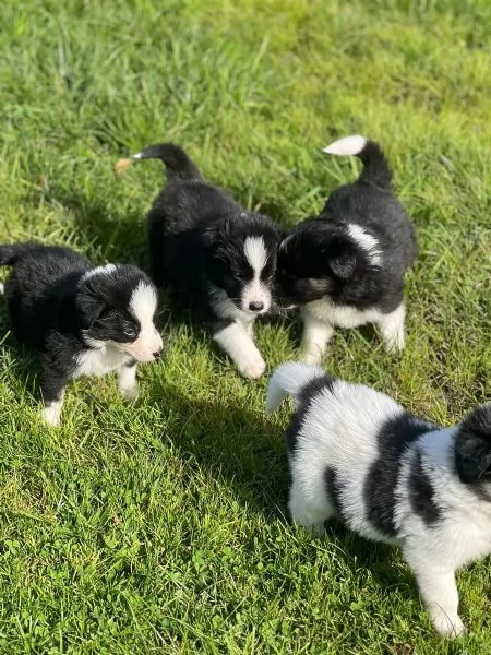 Cuccioli di Border Collie  Cani da compagnia e da terapia