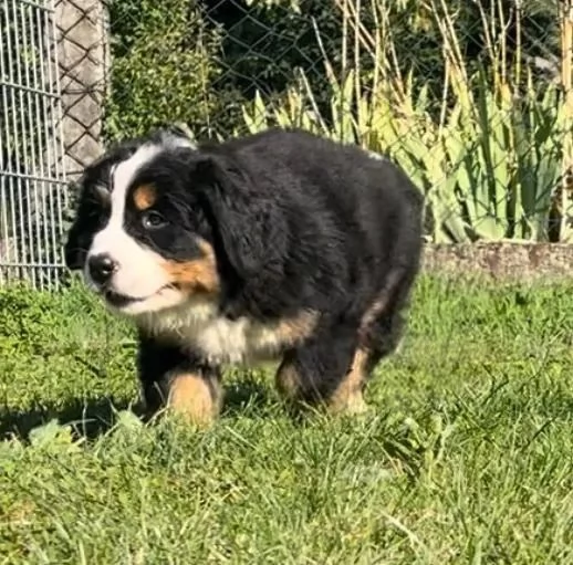 Meravigliosi cuccioli di Bovaro del Bernese | Foto 4
