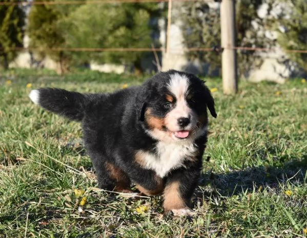 Meravigliosi cuccioli di Bovaro del Bernese | Foto 1
