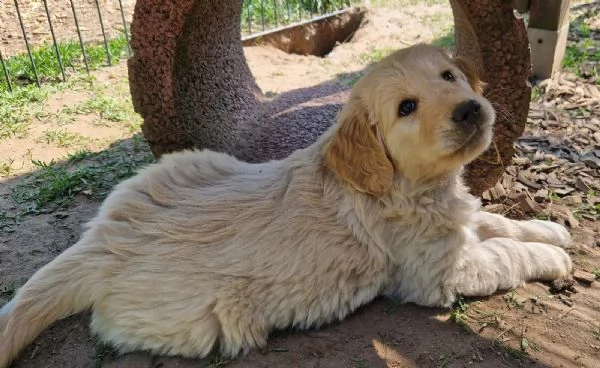 Cuccioli di Golden retriever | Foto 2