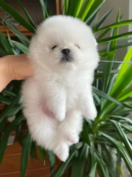 Cuccioli di Pomerania di razza pura Boo bianco neve nero e crema | Foto 1