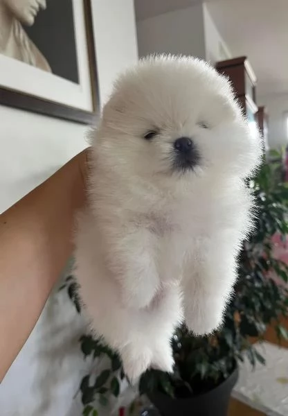 Cuccioli di Pomerania di razza pura Boo bianco neve nero e crema