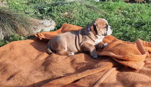 Cuccioli di Bulldog Inglese di Nuova Generazione | Foto 1