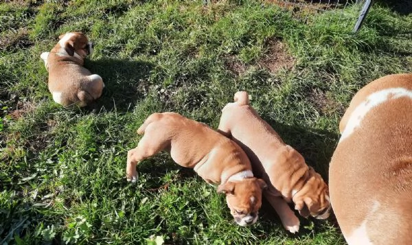 Cuccioli di Bulldog Inglese di Nuova Generazione | Foto 0