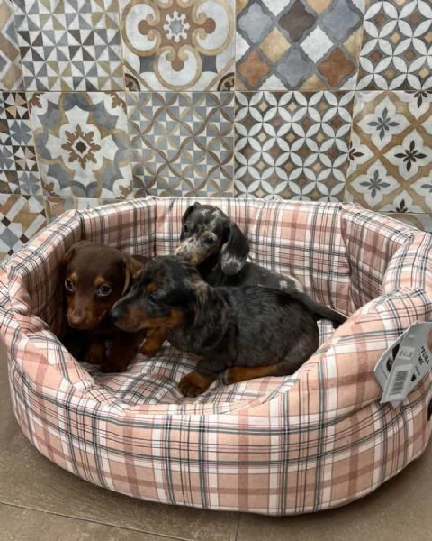 Tre bellissimi cuccioli di bassotto di un colore speciale cercano una famiglia fantastica | Foto 2