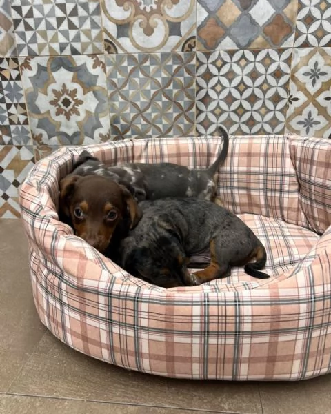 Tre bellissimi cuccioli di bassotto di un colore speciale cercano una famiglia fantastica | Foto 1