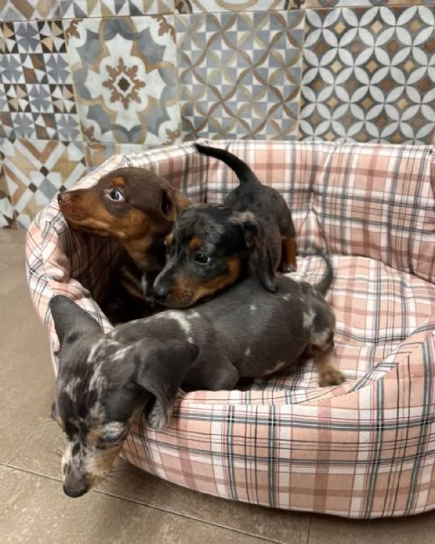 Tre bellissimi cuccioli di bassotto di un colore speciale cercano una famiglia fantastica | Foto 0