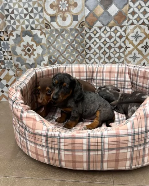 Tre bellissimi cuccioli di bassotto di un colore speciale cercano una famiglia fantastica