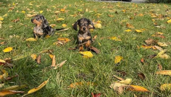 Cuccioli di bassotti Cuccioli Italiani di Alta Qualitagrave | Foto 2