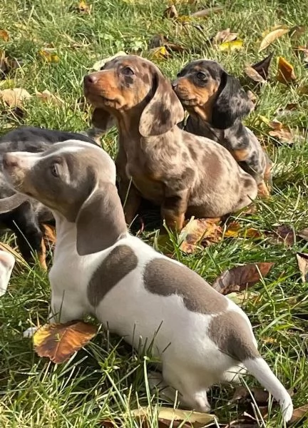 Cuccioli di bassotti Cuccioli Italiani di Alta Qualitagrave