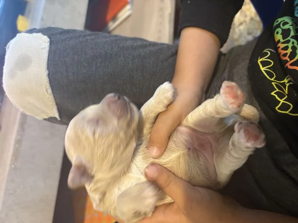 Cucciolo barboncino toy