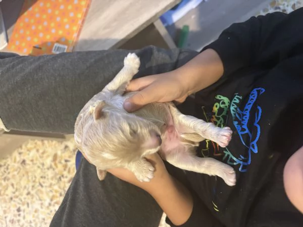 Cucciolo barboncino toy | Foto 1