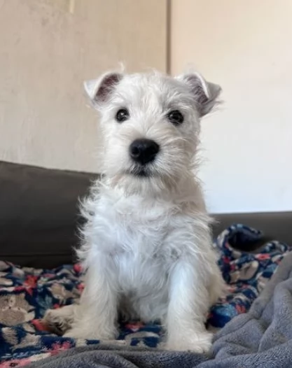 Meravigliosi cuccioli di west highland terrier