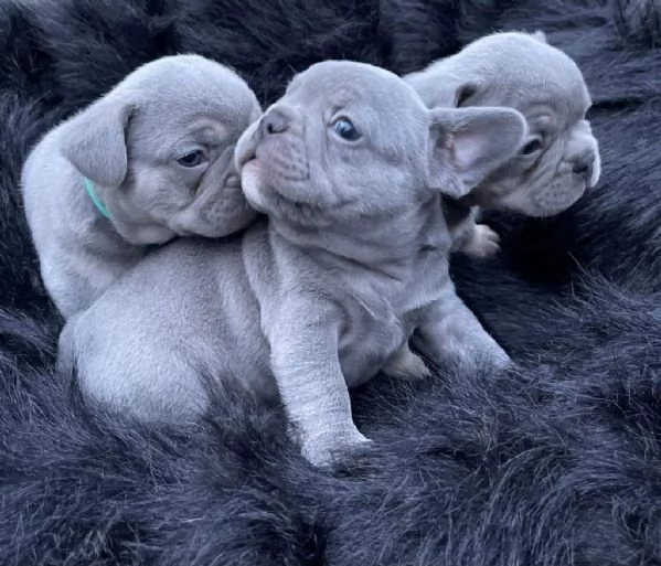 Cuccioli di Bulldog francese blu femmina