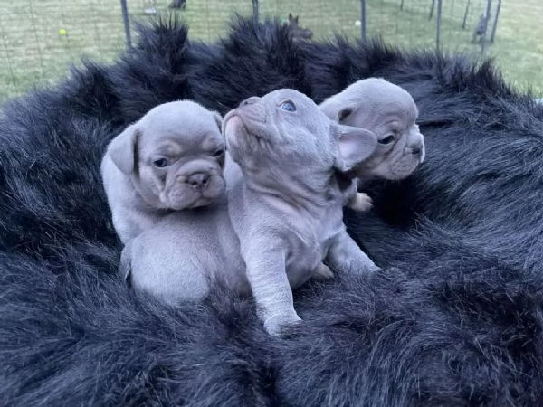 Cuccioli di Bulldog francese blu femmina | Foto 3