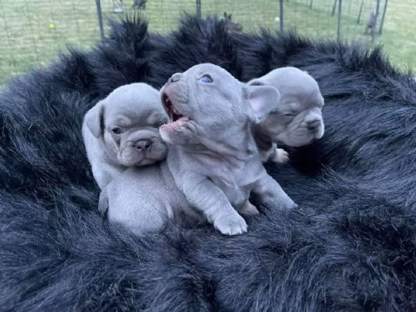 Cuccioli di Bulldog francese blu femmina | Foto 2