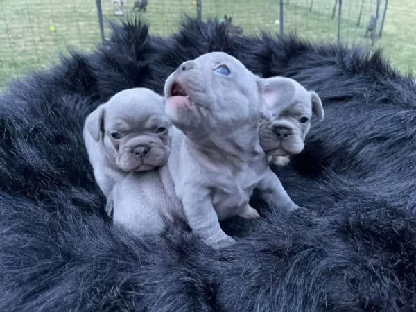 Cuccioli di Bulldog francese blu femmina | Foto 1