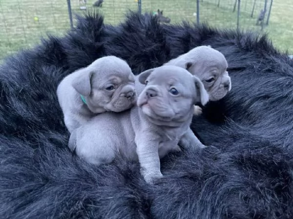Cuccioli di Bulldog francese blu femmina | Foto 0