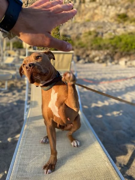 Dolcissima Pitbull ha bisogno di una nuova famiglia