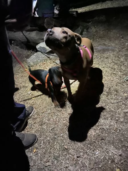 Dolcissima Pitbull ha bisogno di una nuova famiglia | Foto 2