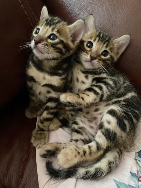 BENGAL CUCCIOLI DISPONIBILI | Foto 0