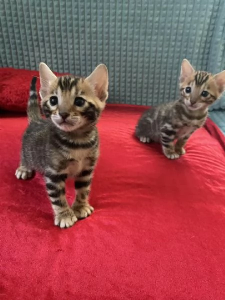 BENGALA CUCCIOLI | Foto 0