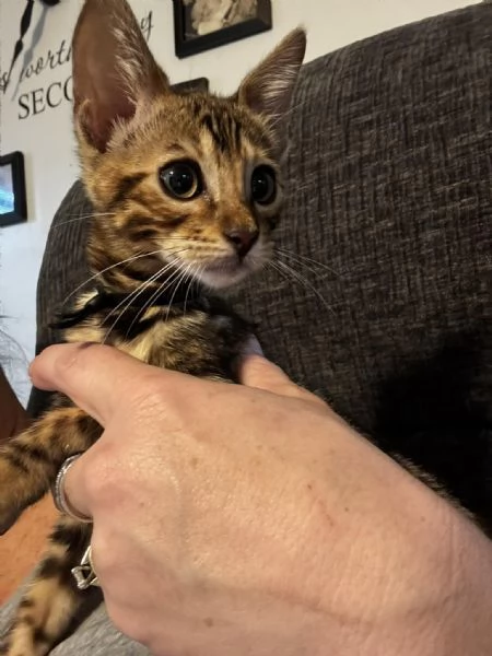 Gattini Bengala 3 mesi di dolcezza