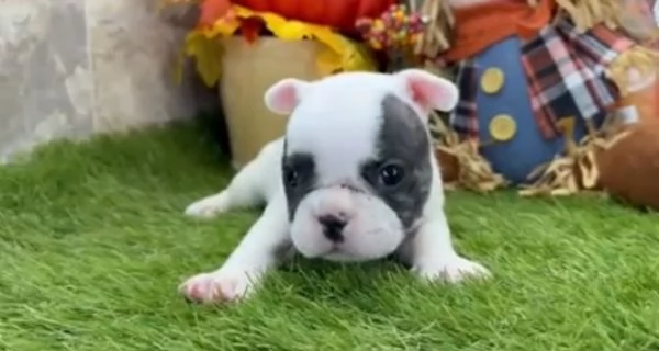  Bulldog Francese cuccioli maschio e femmina | Foto 0