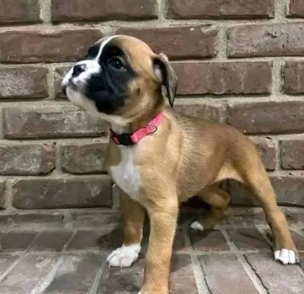 Boxer cuccioli maschio e femmina