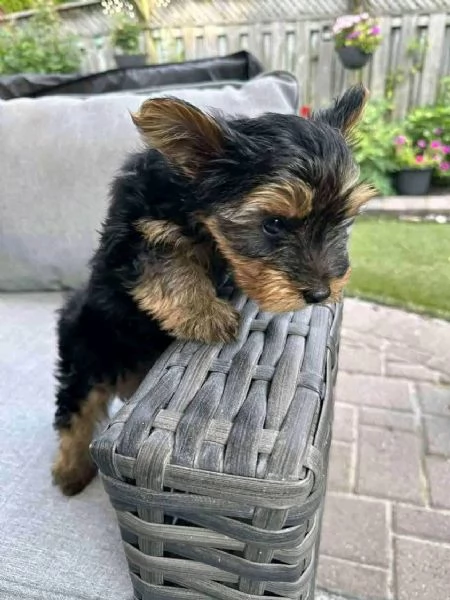Yorkshire Terrier cuccioli maschio e femmina