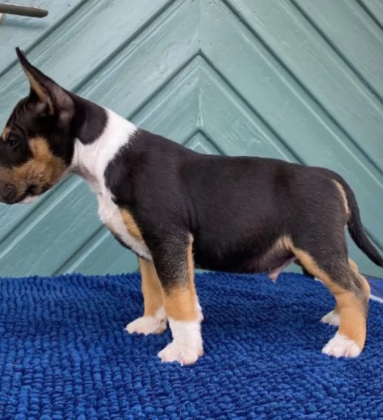  Bull Terrier cuccioli maschio e femmina | Foto 0
