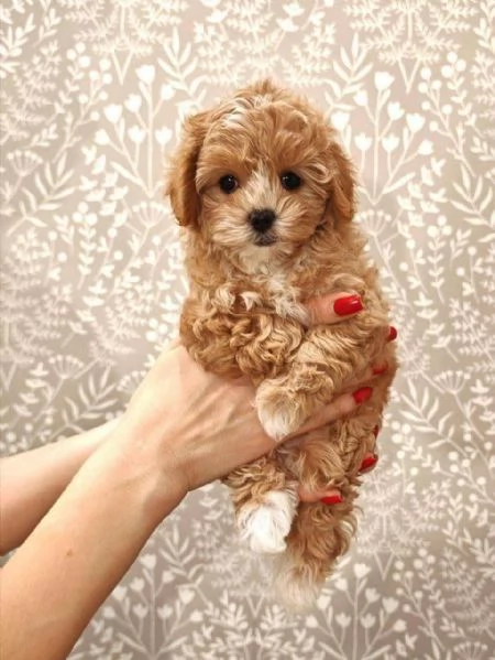Maltipoo  cuccioli maschio e femmina | Foto 0