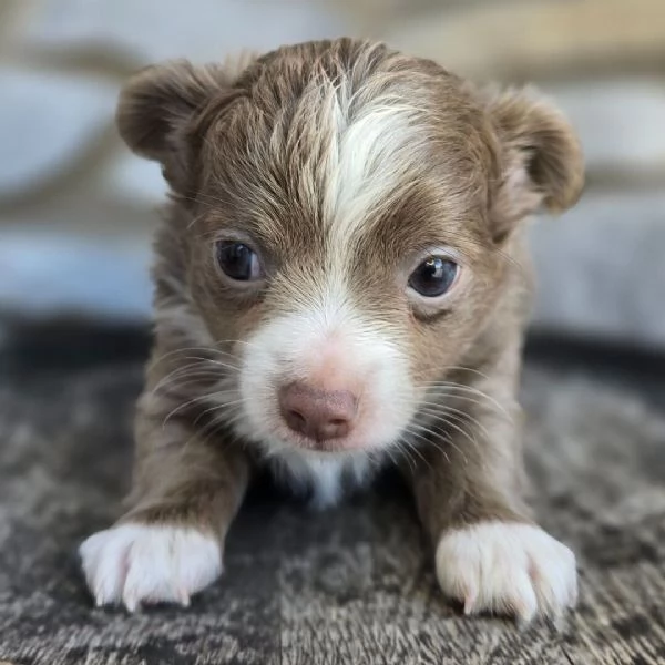 Chihuahua mini cuccioli maschio e femmina