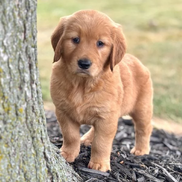  Golden Retriever cuccioli maschio e femmina