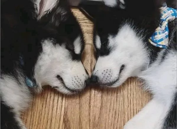 Siberian Husky cuccioli maschio e femmina | Foto 0