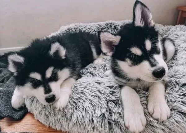 Siberian Husky cuccioli maschio e femmina
