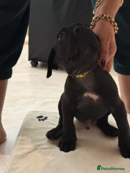 Cane Corso  cuccioli maschio e femmina