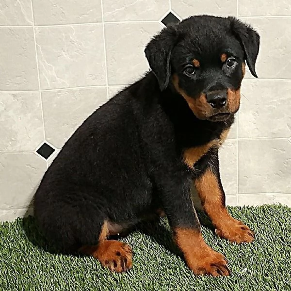 Rottweiler cuccioli maschio e femmina | Foto 0