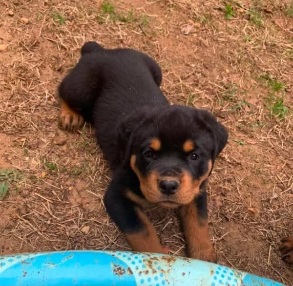 Rottweiler cuccioli maschio e femmina