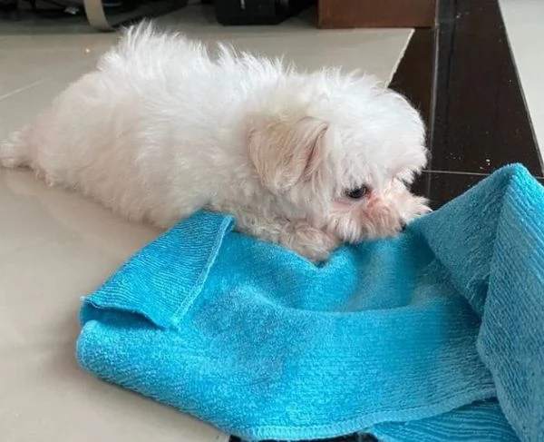  Maltese Toy cuccioli maschio e femmina | Foto 1
