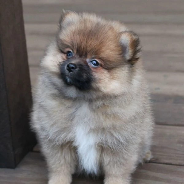 Pomeranian Toy cuccioli maschio e femmina