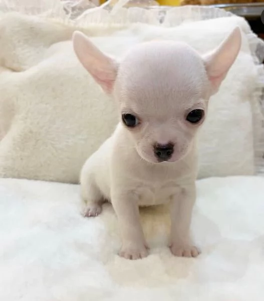 Chihuahua Toy cuccioli maschio e femmina | Foto 0