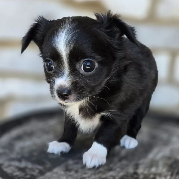 Chihuahua Toy cuccioli maschio e femmina