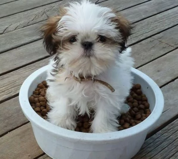  ShihTzu Mini Toy cuccioli maschio e femmina | Foto 1