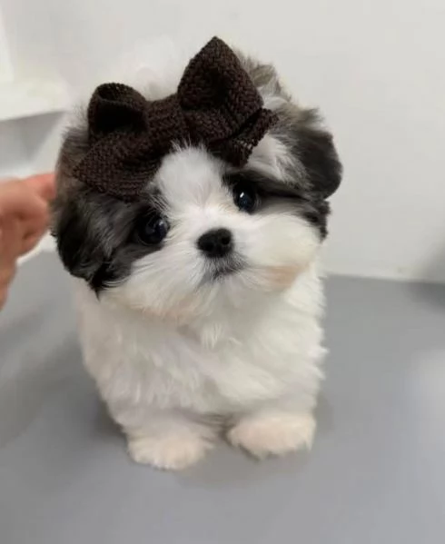  ShihTzu Mini Toy cuccioli maschio e femmina