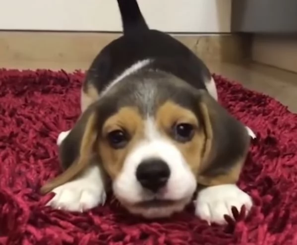 Beagle cuccioli maschio e femmina