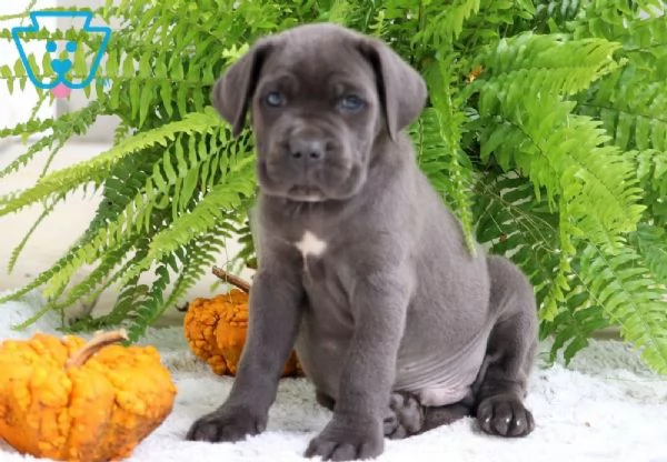 Cane Corso cuccioli maschio e femmina
