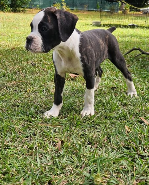 Regalo Boxer  cuccioli maschio e femmina