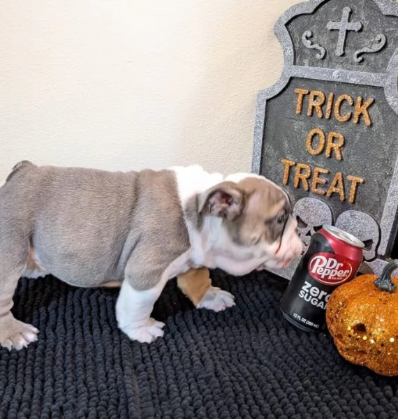 Regalo Bulldog Inglese cuccioli maschio e femmina